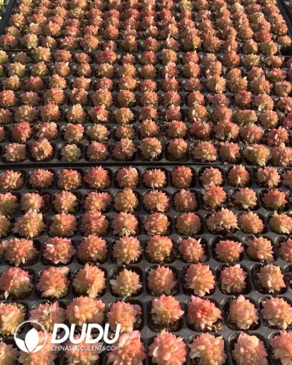 105pcs Echeveria Red Queen Seedlings - Image 2