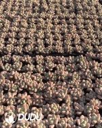 105pcs Graptopetalum Perfume Miul Seedlings - Image 2
