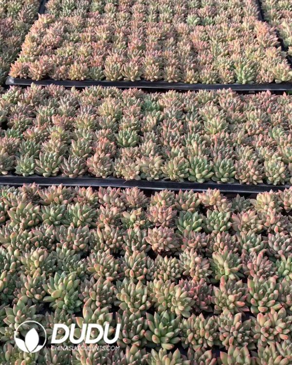 105pcs Echeveria Oracle Seedlings - Image 2