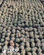105pcs Echeveria Bubble Gum Seedlings - Image 2