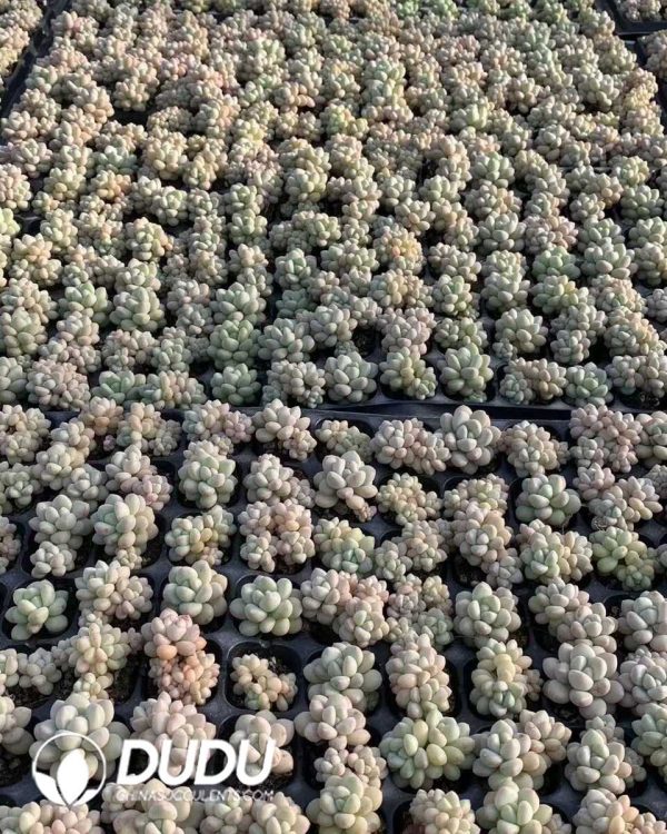 105pcs Echeveria Bubble Gum Seedlings - Image 2
