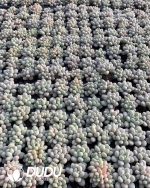 105pcs Pachyphytum Jenny Beauty Seedlings - Image 2
