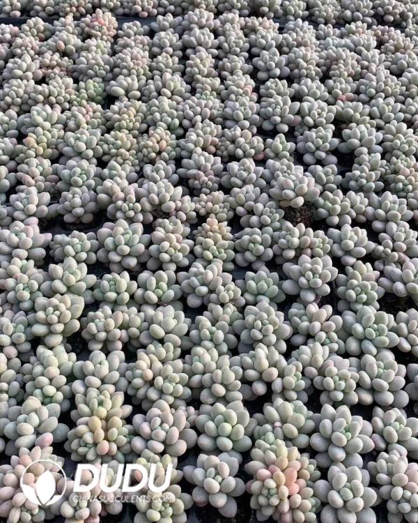 105pcs Pachyphytum Jenny Beauty Seedlings - Image 2