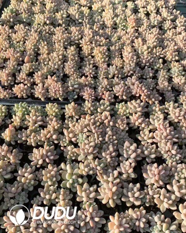 105pcs Echeveria Cheese Cake Seedlings - Image 2
