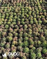 105pcs Echeveria Fireworks Seedlings - Image 2