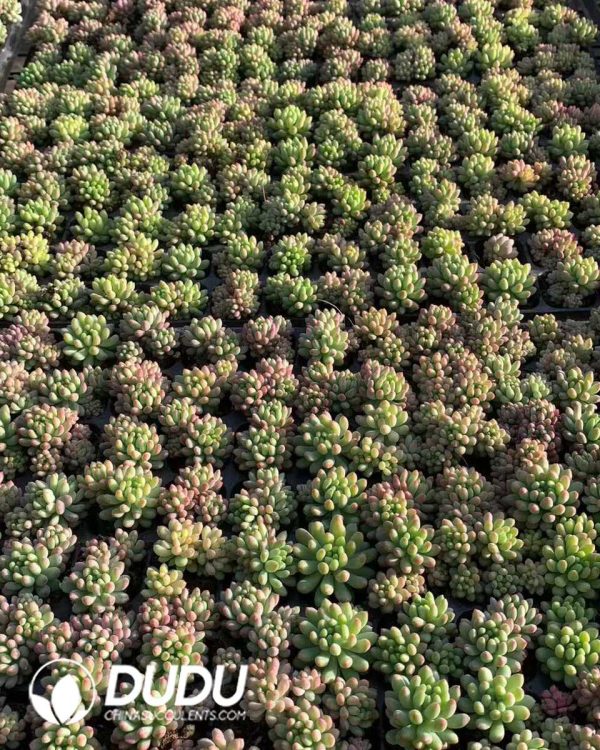 105pcs Echeveria Fireworks Seedlings - Image 2