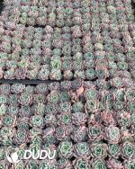 105pcs Echeveria Wan Sha Seedlings - Image 2