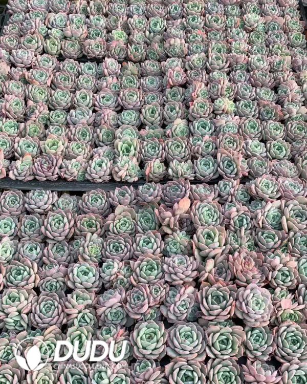 105pcs Echeveria Wan Sha Seedlings - Image 2