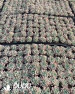 105pcs Echeveria Jade Ring Seedlings - Image 2