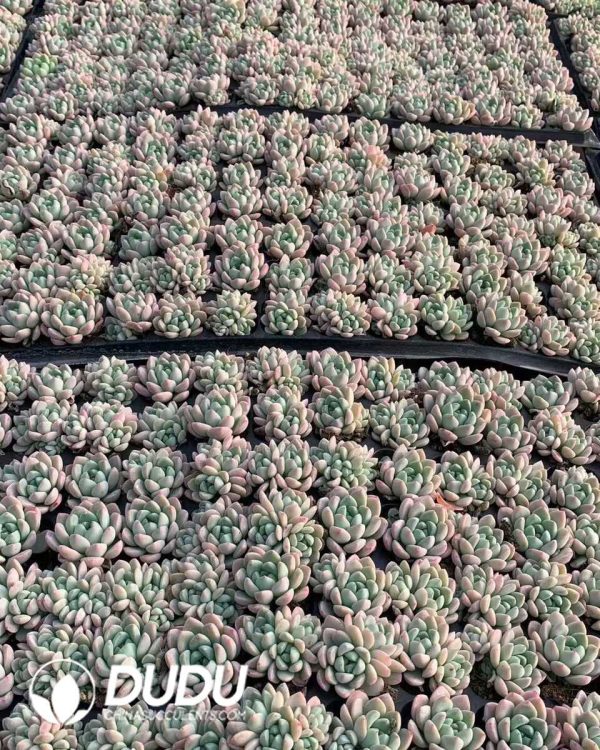 105pcs Echeveria Jade Ring Seedlings - Image 2