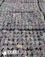 105pcs Echeveria Tynie Burger Seedlings - Image 2