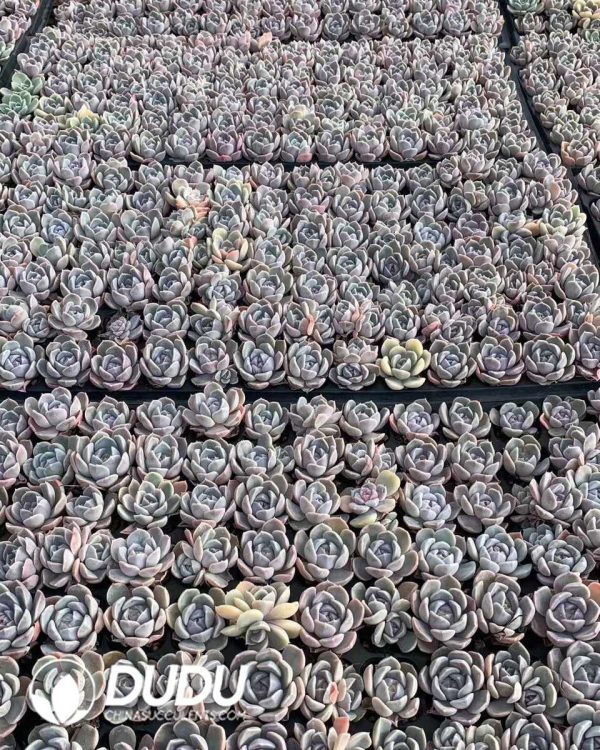 105pcs Echeveria Tynie Burger Seedlings - Image 2