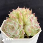 Echeveria Pandora Clustering - Image 2