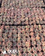 105pcs Echeveria Hetian Jade Seedlings - Image 2