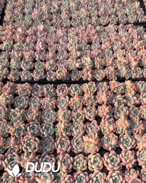 105pcs Echeveria Hetian Jade Seedlings - Image 2