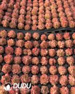 105pcs Echeveria Fengfei Seedlings - Image 2