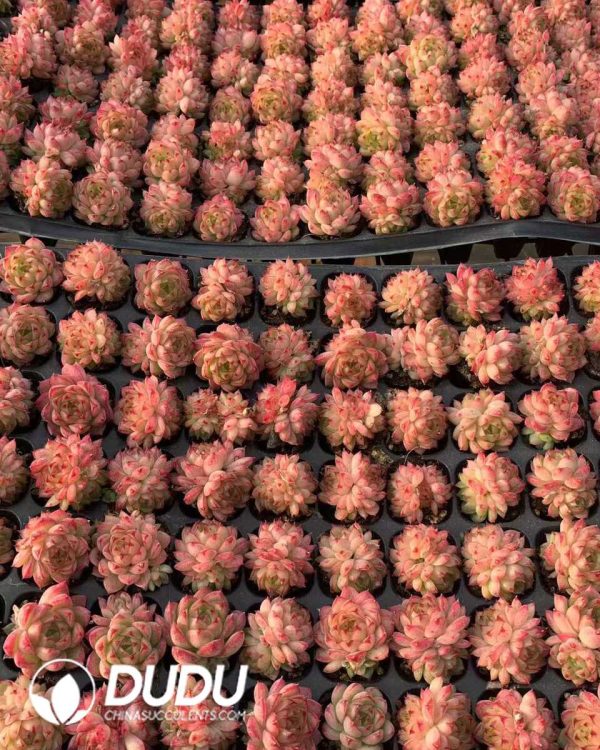 105pcs Echeveria Fengfei Seedlings - Image 2