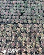 105pcs Echeveria Marcel Seedlings - Image 2