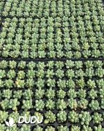 105pcs Pachyphytum Green Heart Beauty Seedlings - Image 2