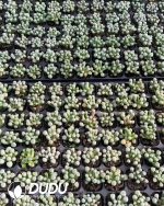 105pcs Fenestraria Rhopalophylla Seedlings - Image 2