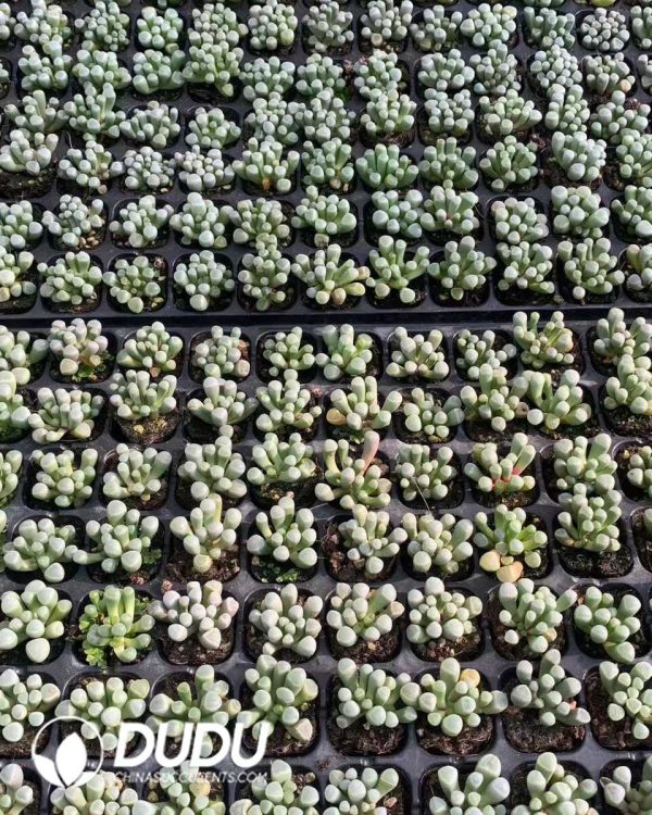 105pcs Fenestraria Rhopalophylla Seedlings - Image 2