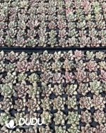 105pcs Echeveria Ivory Seedlings - Image 2