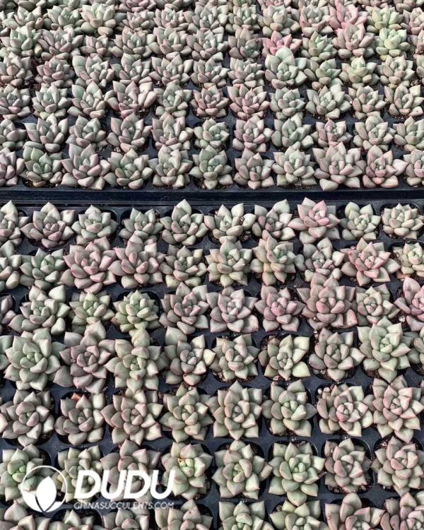 105pcs Echeveria Ivory Seedlings - Image 2