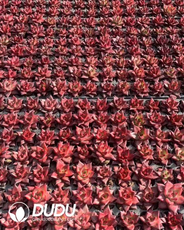 105pcs Echeveria Rubin Seedlings - Image 2