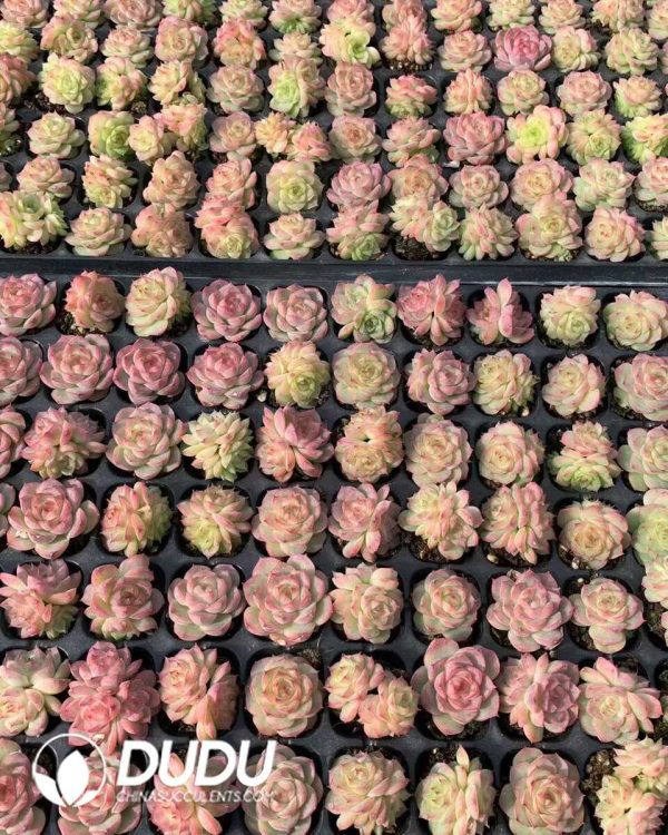 105pcs Echeveria Pandora Seedlings - Image 2