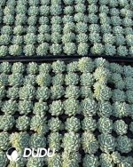 105pcs Echeveria Jingye Seedlings - Image 2