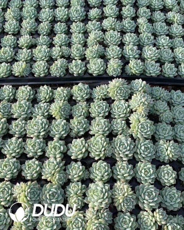 105pcs Echeveria Jingye Seedlings - Image 2
