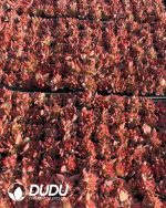 105pcs Echeveria Floriana Seedlings - Image 2