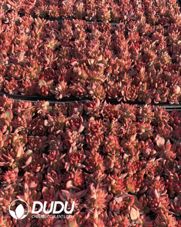 105pcs Echeveria Floriana Seedlings - Image 2