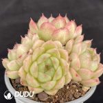 Echeveria Orange Wheat Straw Clustering - Image 2