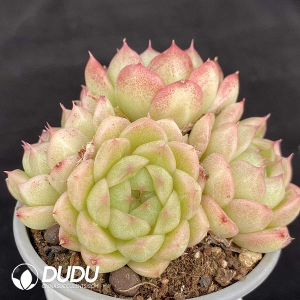 Echeveria Orange Wheat Straw Clustering - Image 2