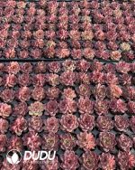 105pcs Echeveria Night Seedlings - Image 2