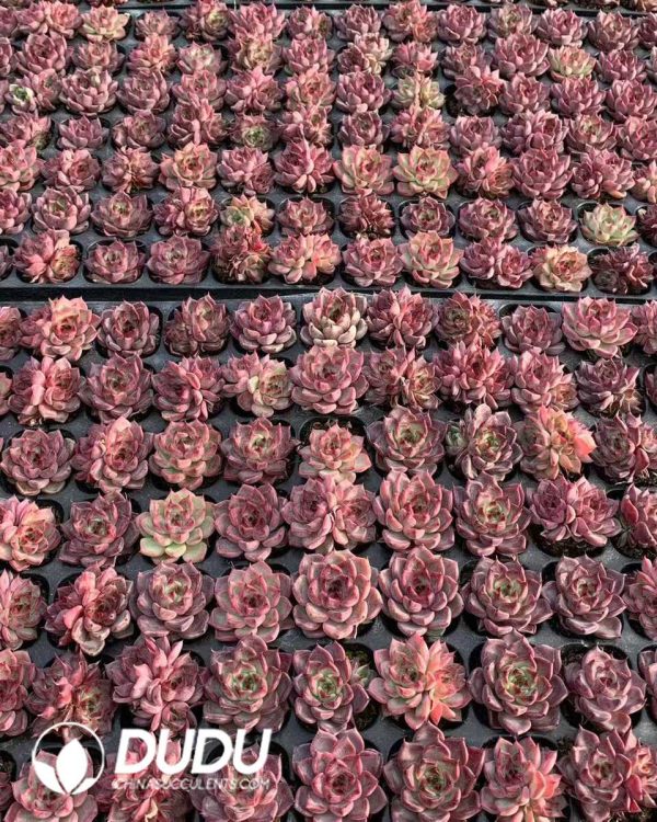 105pcs Echeveria Night Seedlings - Image 2