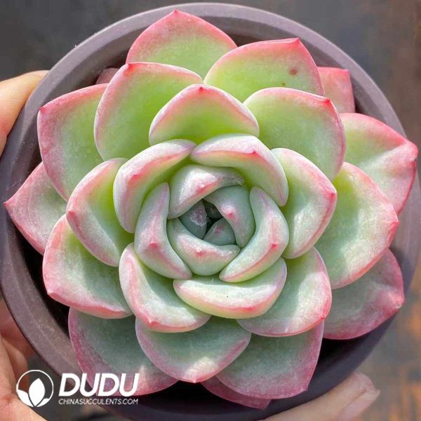 Echeveria Sensation - Image 2