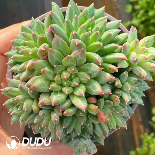 Echeveria Oracle bone Clustering - Image 2