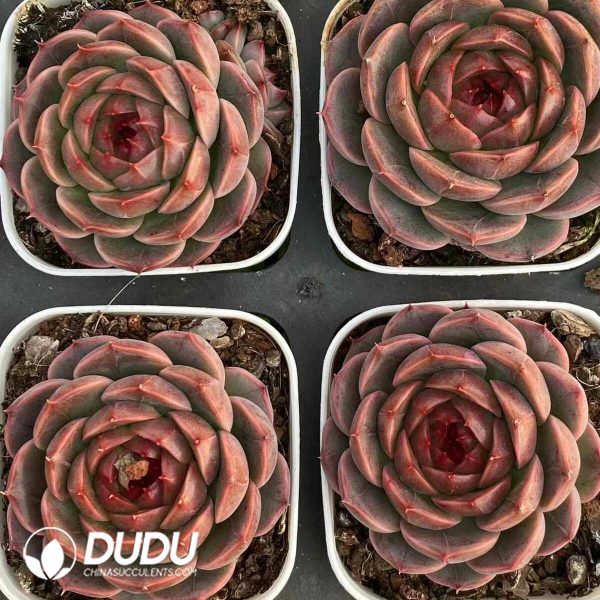 Echeveria Ghost - Image 2