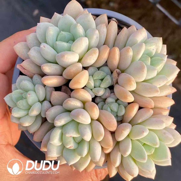 Echeveria Jade Ruyi Clustering - Image 2