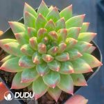 Echeveria Oracle bone - Image 2