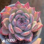 Echeveria Red Latam - Image 2