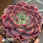 Echeveria Night - Image 2