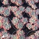 Echeveria Snow Mochi Clustering - Image 2