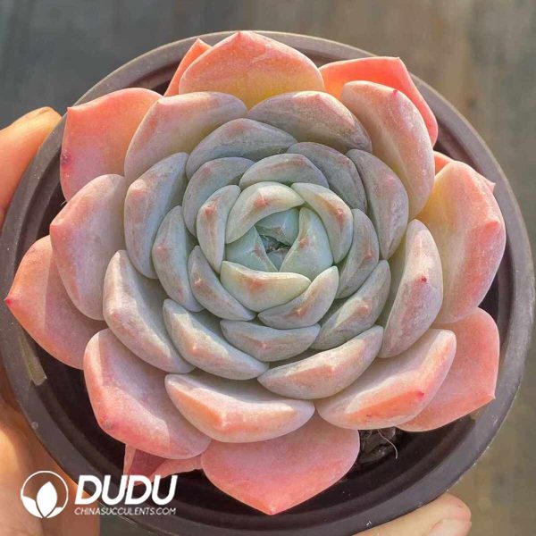 Echeveria Yangshan snow - Image 2