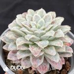 Echeveria seersucker - Image 2