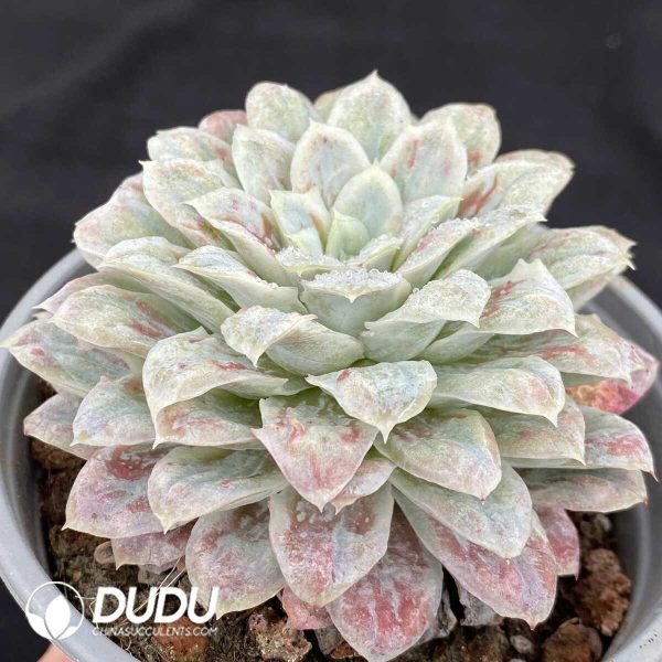 Echeveria seersucker - Image 2