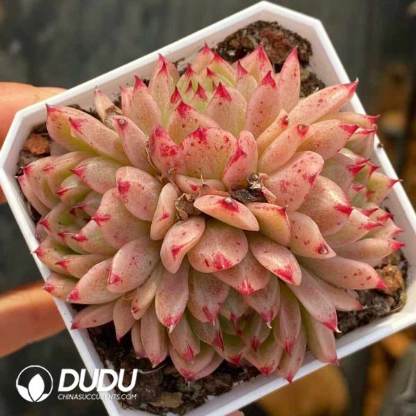 Echeveria Fengfei - Image 2