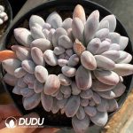 Pachyveria Perfume Clustering - Image 2